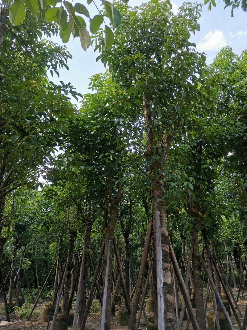供应：15公分~20公分的（骨架-光杆）秋枫