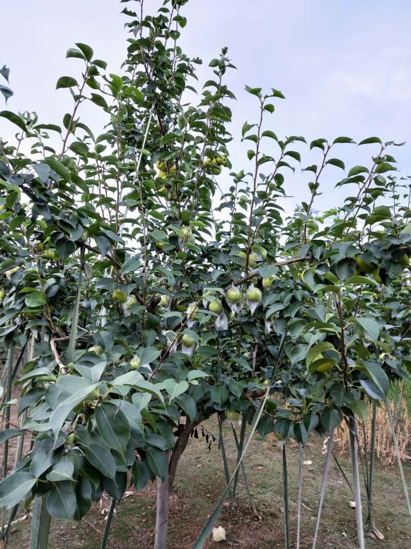 皇冠梨树苗，栽上第二年就开花结果，2年生移栽杜梨根系嫁接