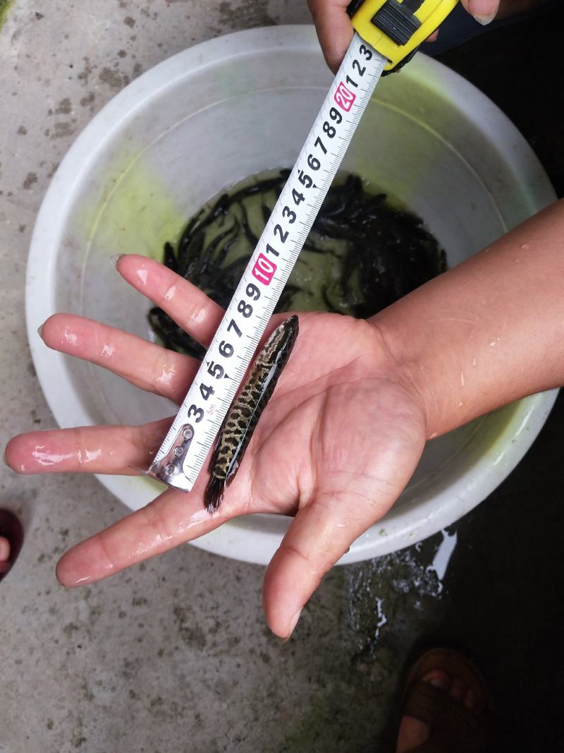 黑鱼苗乌鱼苗生鱼财鱼七星鱼来电咨询视频看货