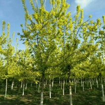 山西金叶复叶槭大量种植基地直发量大从优欢迎咨询