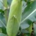 万糯2000一级货