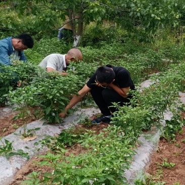 核桃，花椒，辣椒等农产品