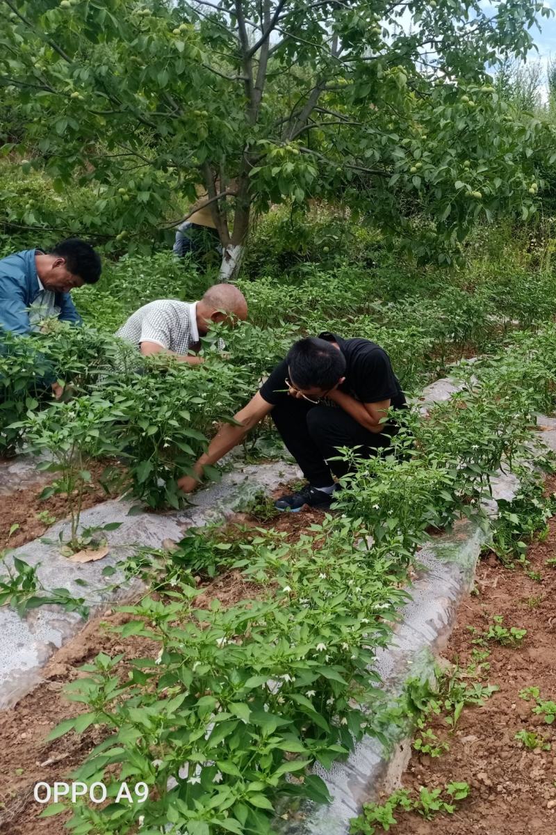 核桃，花椒，辣椒等农产品