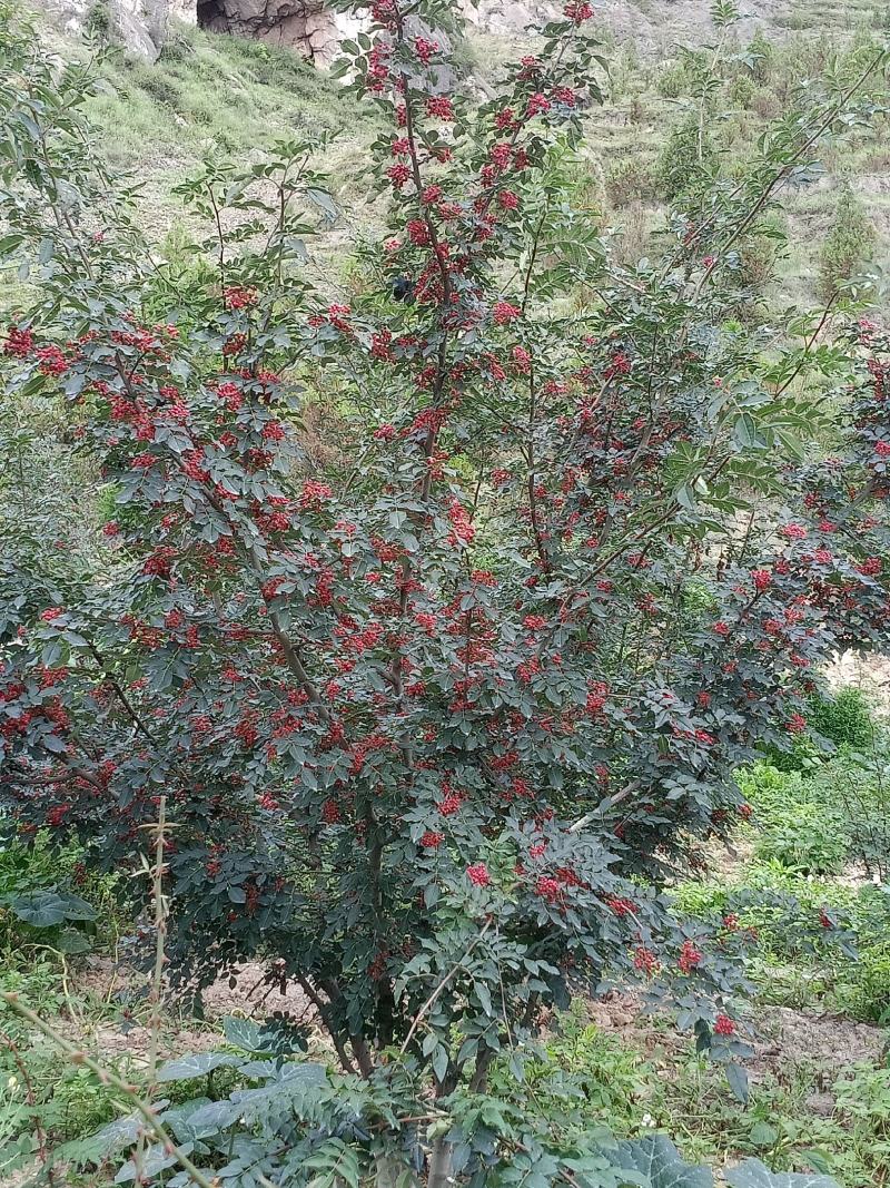 核桃，花椒，辣椒等农产品