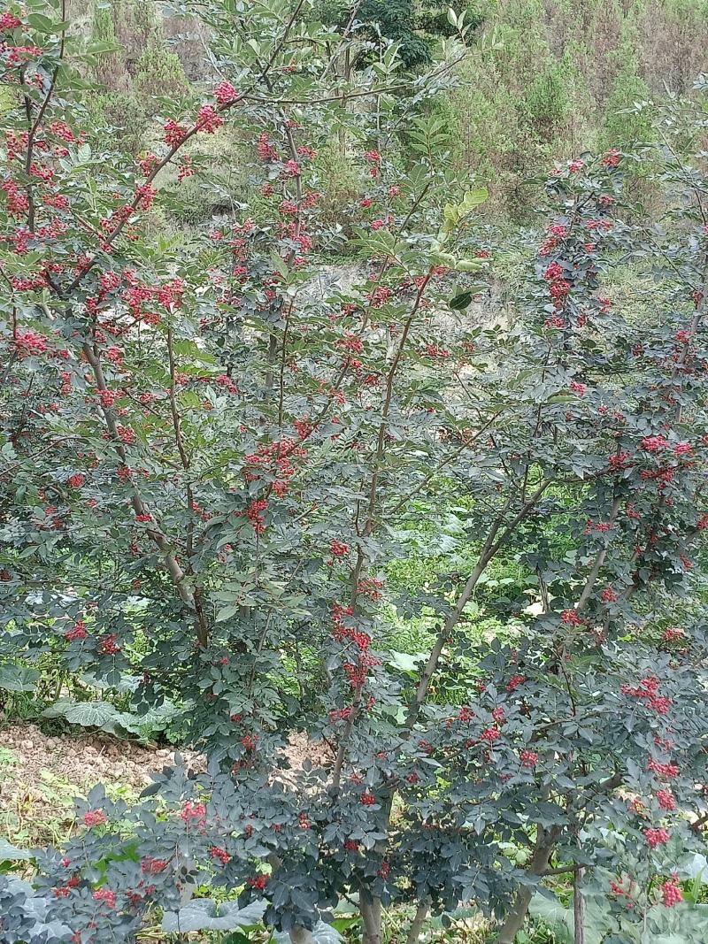 核桃，花椒，辣椒等农产品