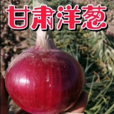 红皮洋葱，货源充足，硬度好，色泽亮