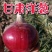 红皮洋葱，货源充足，硬度好，色泽亮