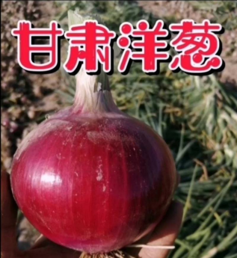 红皮洋葱，货源充足，硬度好，色泽亮