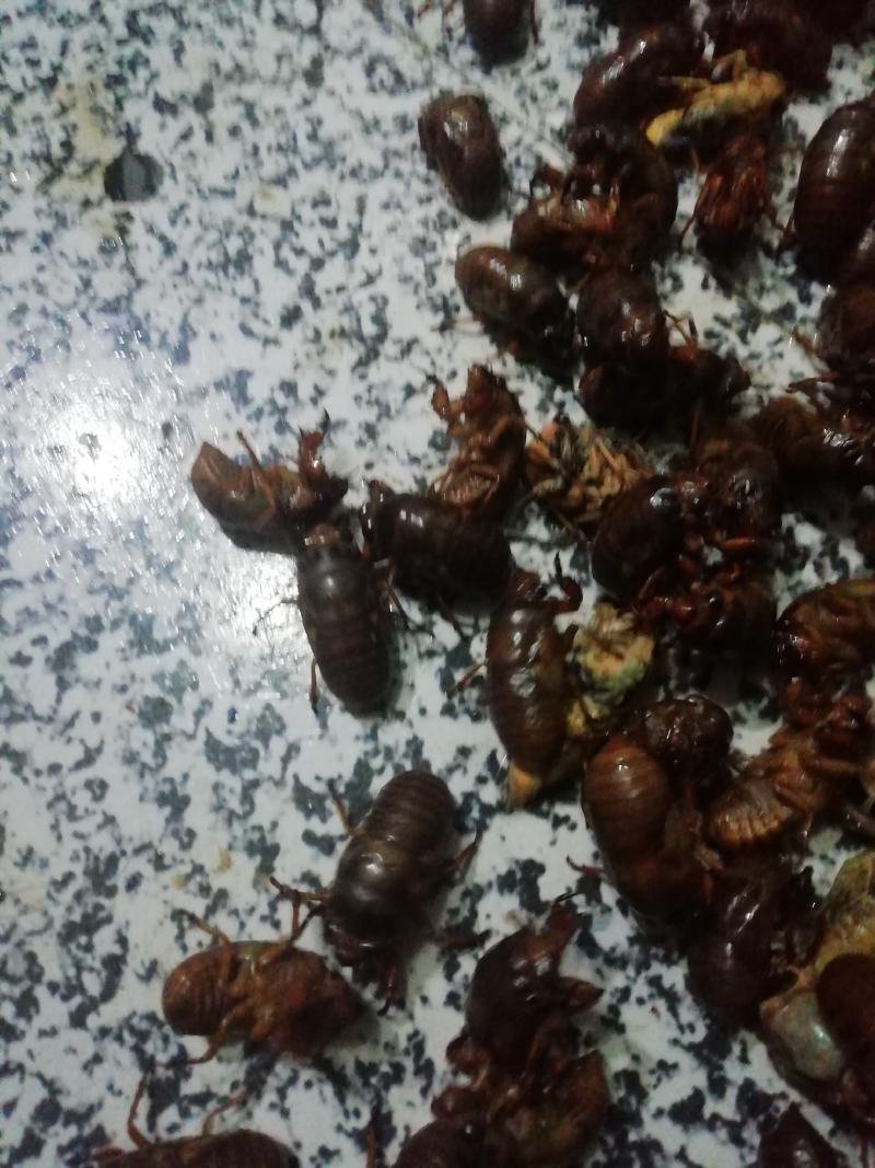 金蝉（产地直销量大）