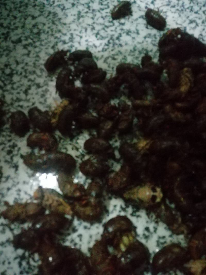 金蝉（产地直销量大）