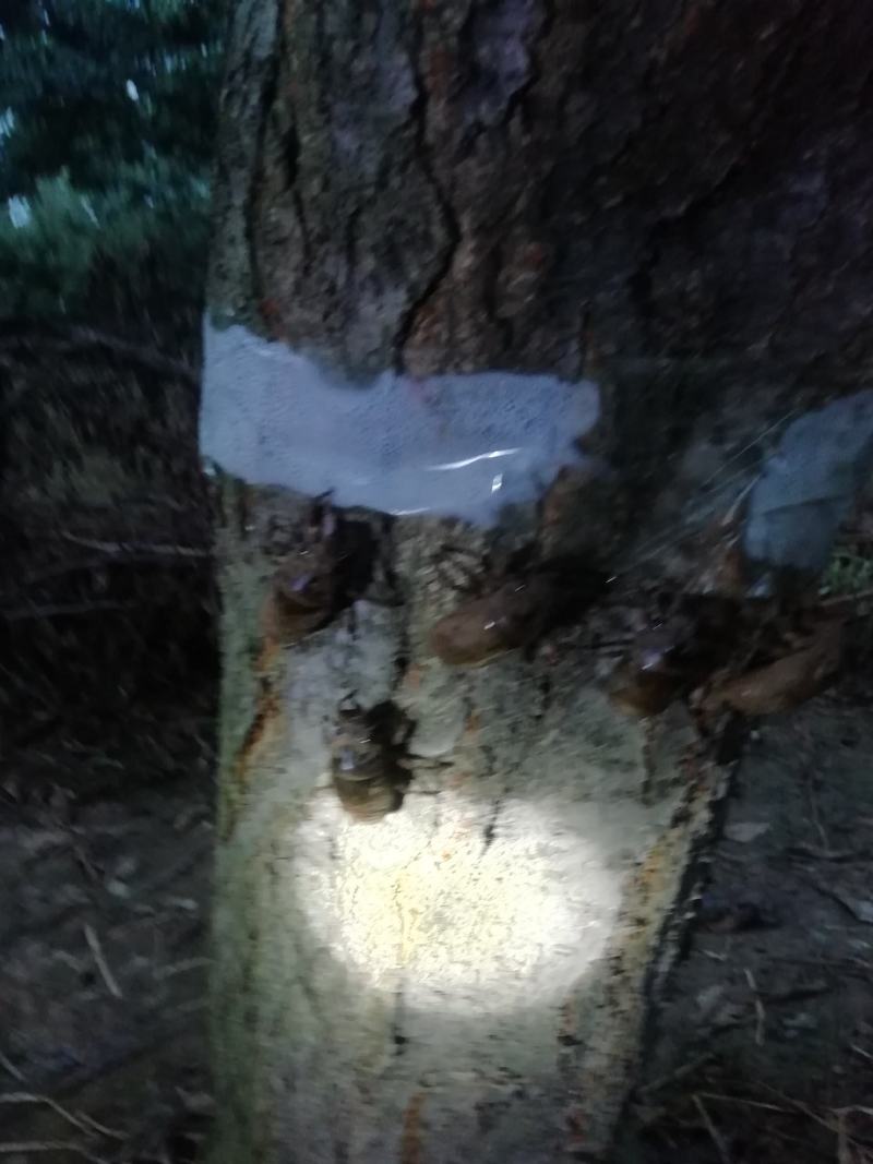 金蝉（产地直销量大）
