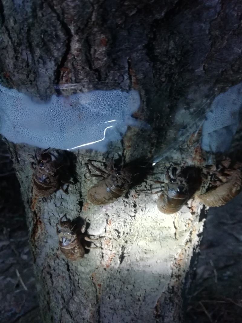 金蝉（产地直销量大）