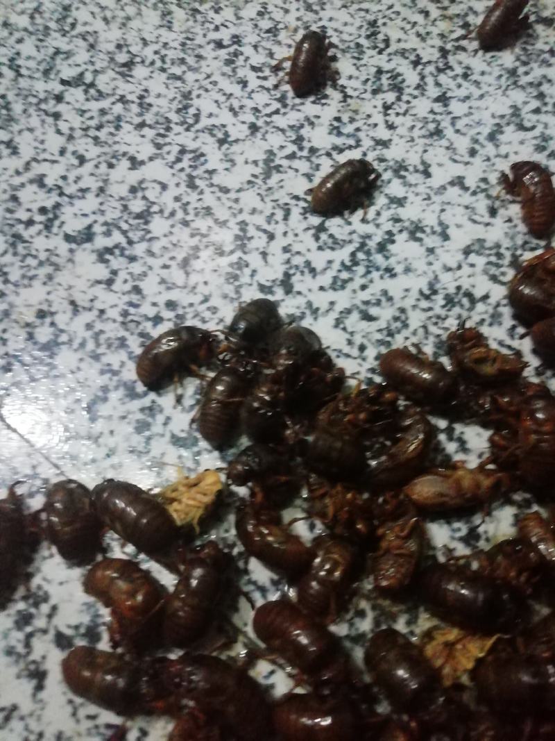 金蝉（产地直销量大）