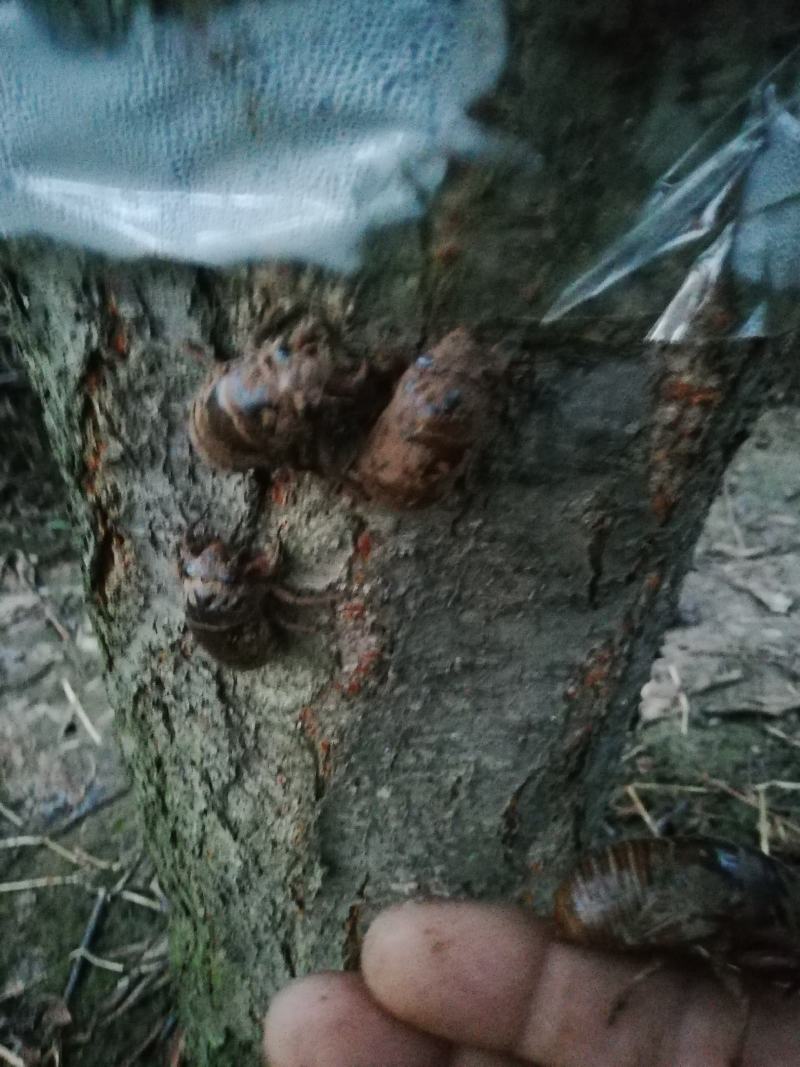 金蝉（产地直销量大）