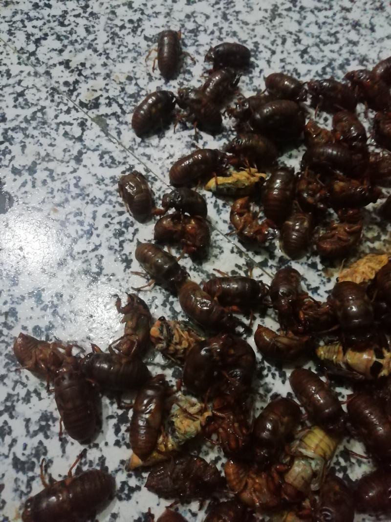 金蝉（产地直销量大）