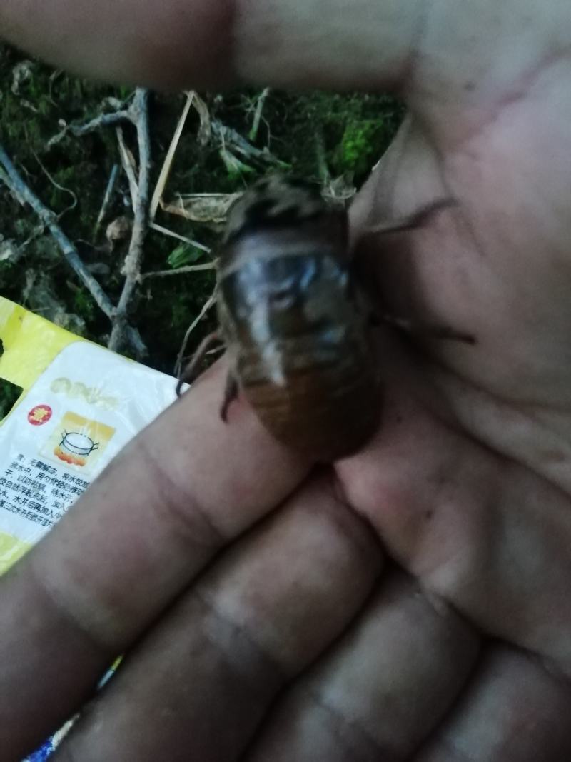 金蝉（产地直销量大）