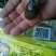 金蝉（产地直销量大）