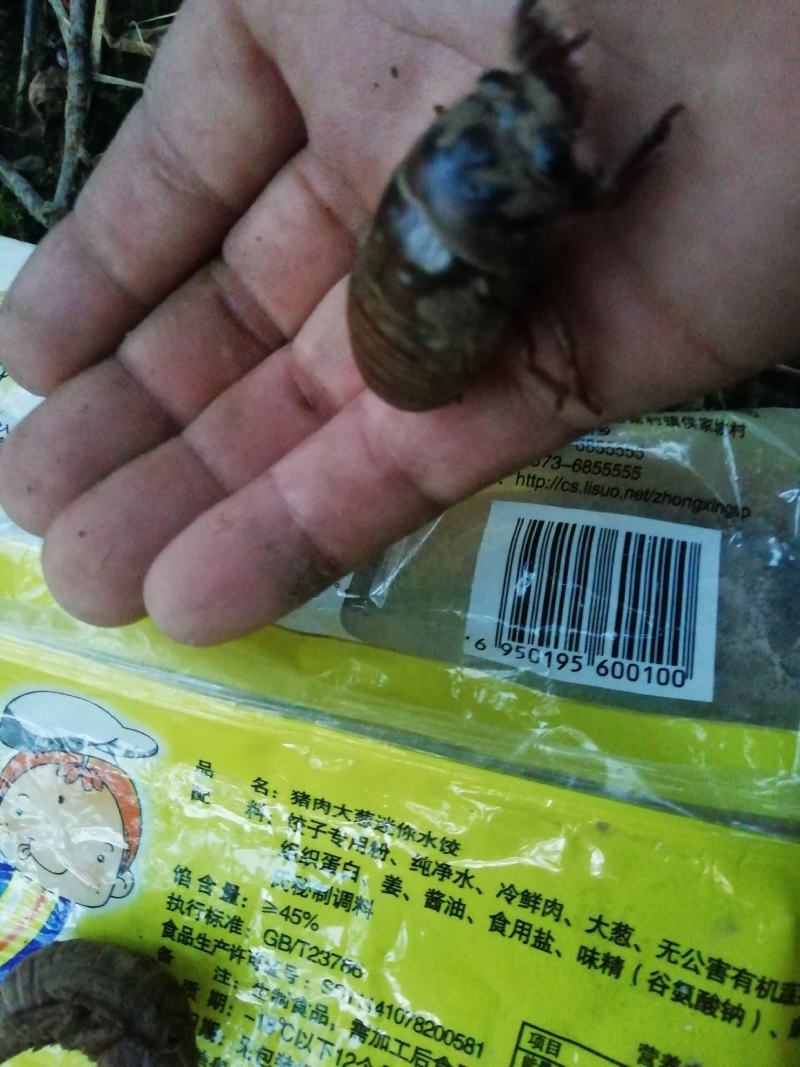 金蝉（产地直销量大）