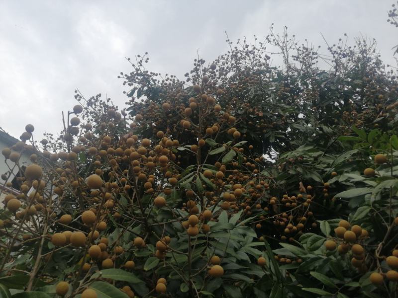 龙眼十天左右大量上市