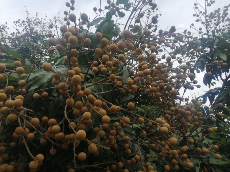 龙眼十天左右大量上市