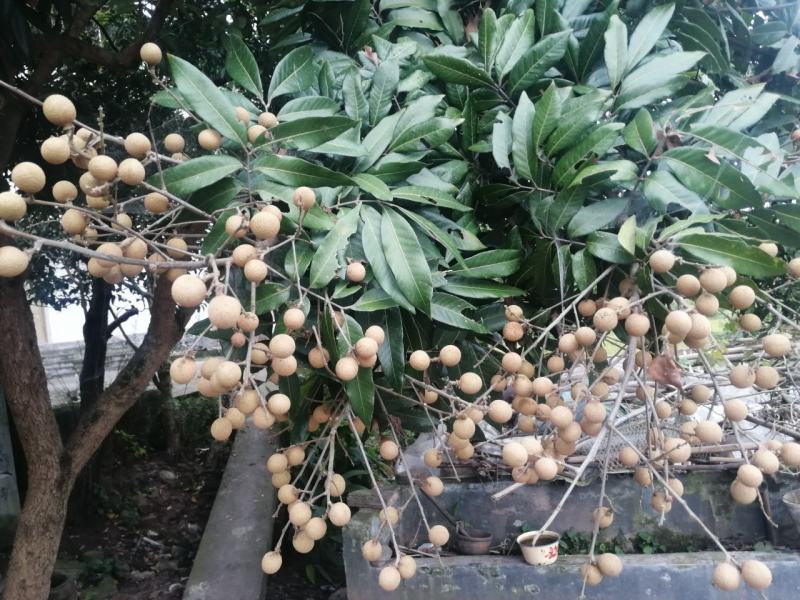 龙眼十天左右大量上市