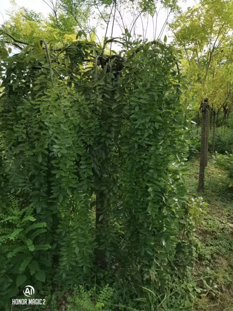 基地直销！龙槐，龙爪槐，垂槐，规格齐全，大冠幅