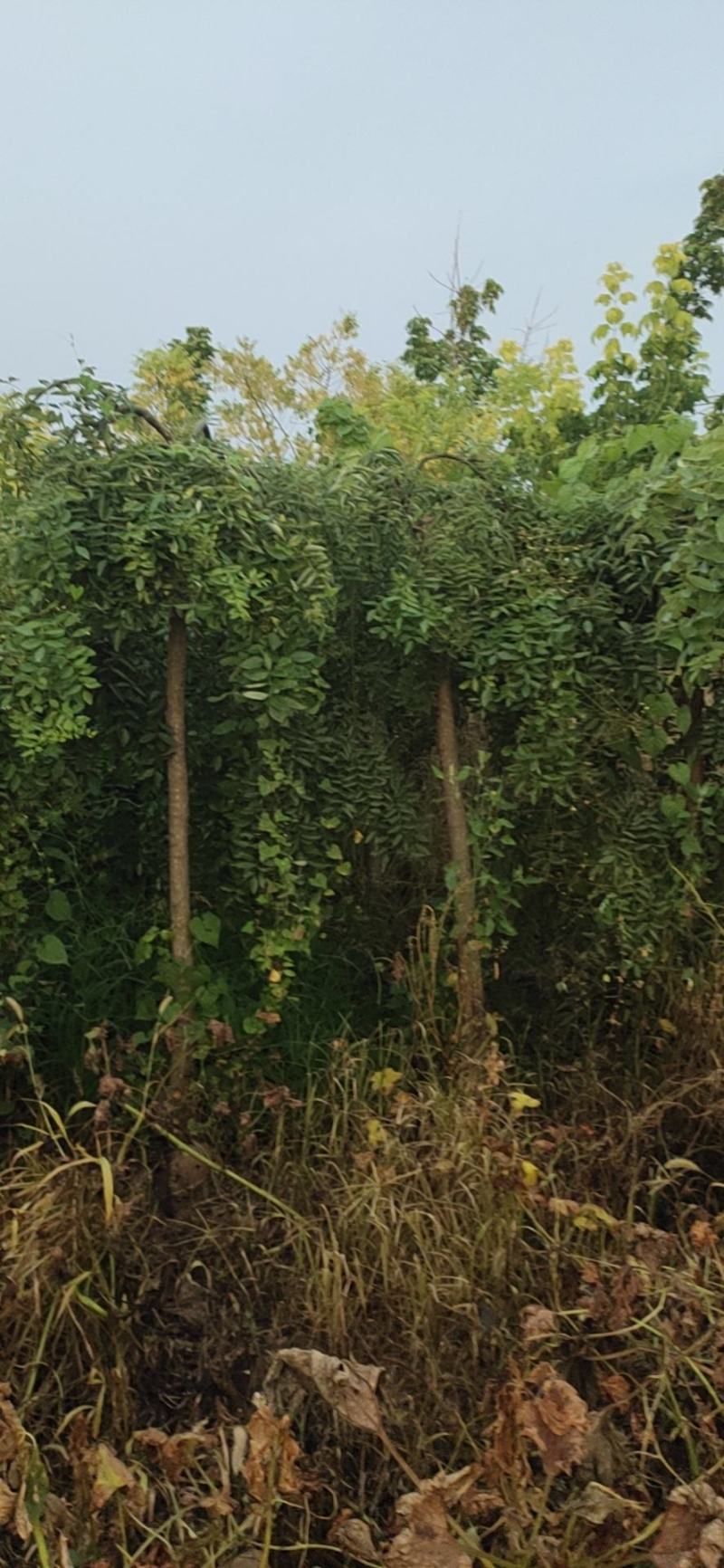 基地直销！龙槐，龙爪槐，垂槐，规格齐全，大冠幅