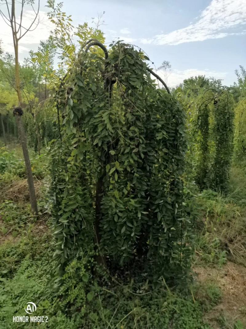 基地直销！龙槐，龙爪槐，垂槐，规格齐全，大冠幅