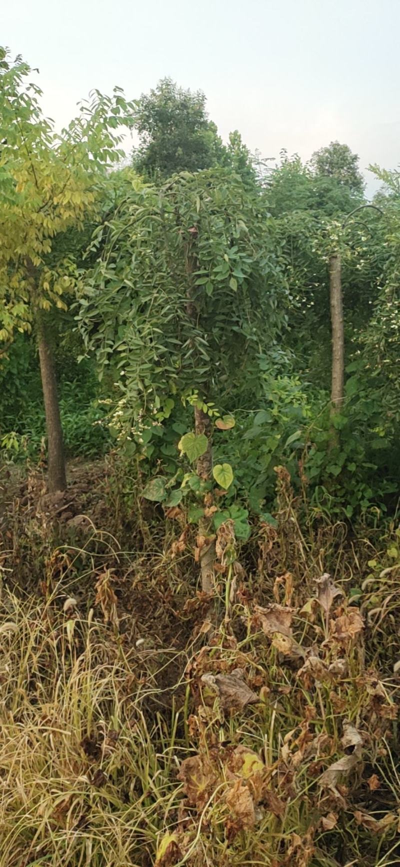 基地直销！龙槐，龙爪槐，垂槐，规格齐全，大冠幅