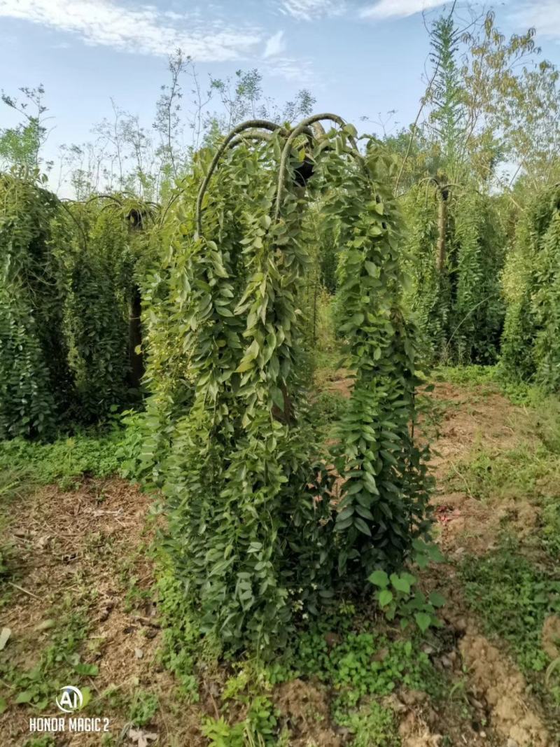 基地直销！龙槐，龙爪槐，垂槐，规格齐全，大冠幅