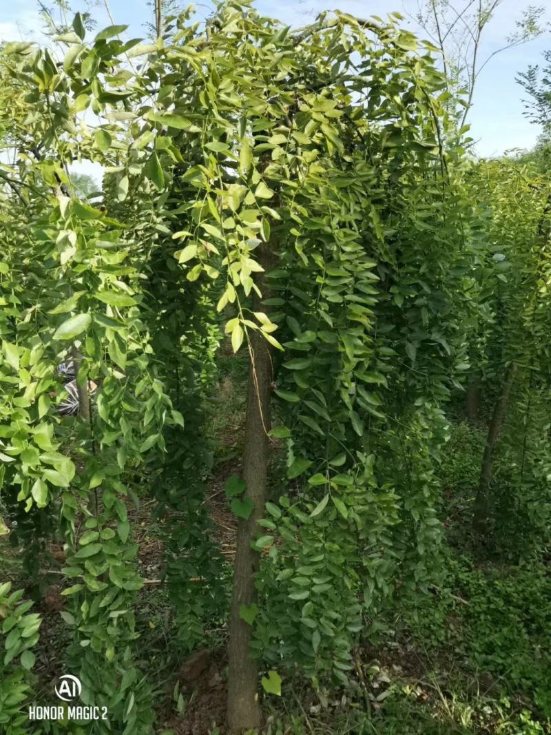 基地直销！龙槐，龙爪槐，垂槐，规格齐全，大冠幅