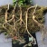 长白山林下参，野山参，新鲜山参15年-20年