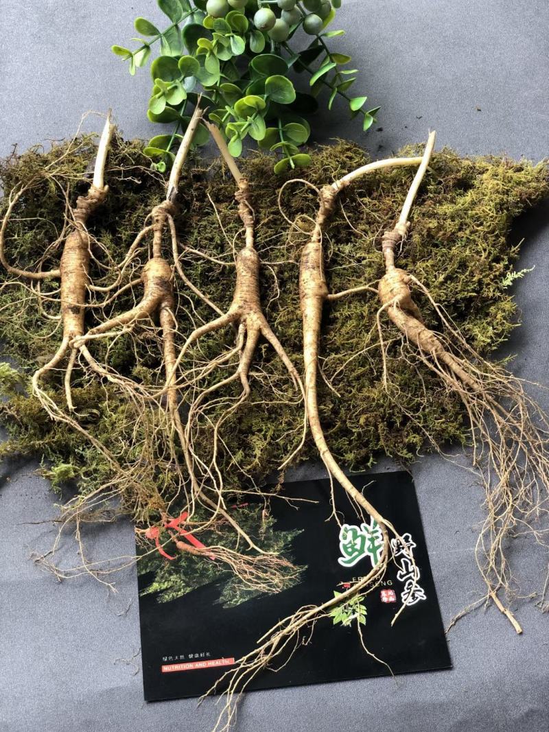 长白山林下参，野山参，新鲜山参15年-20年