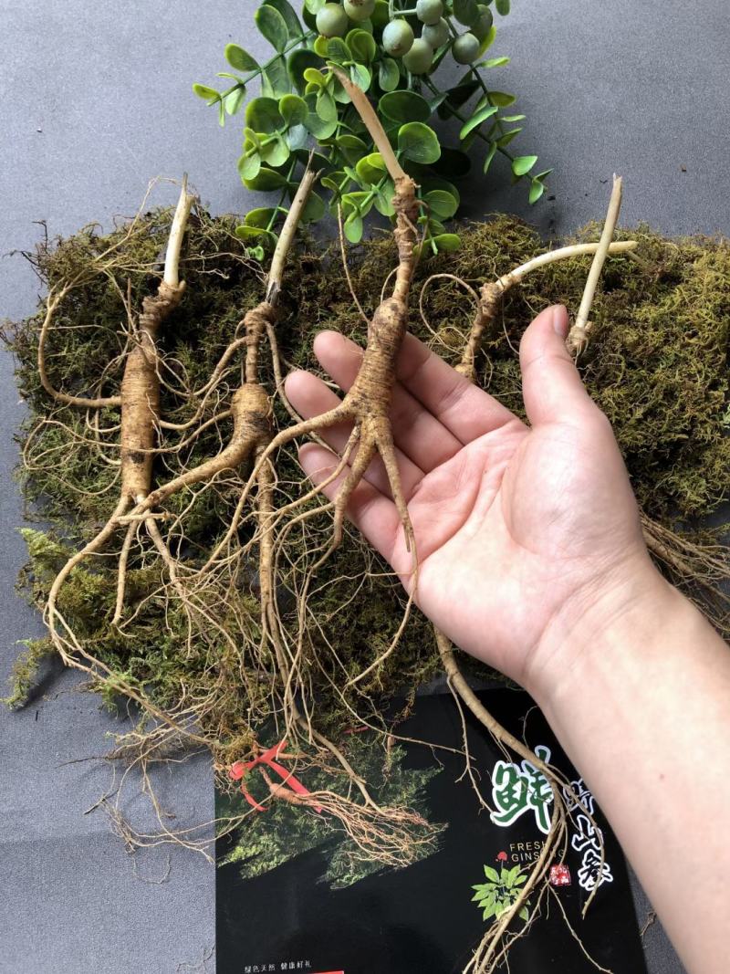 长白山林下参，野山参，新鲜山参15年-20年