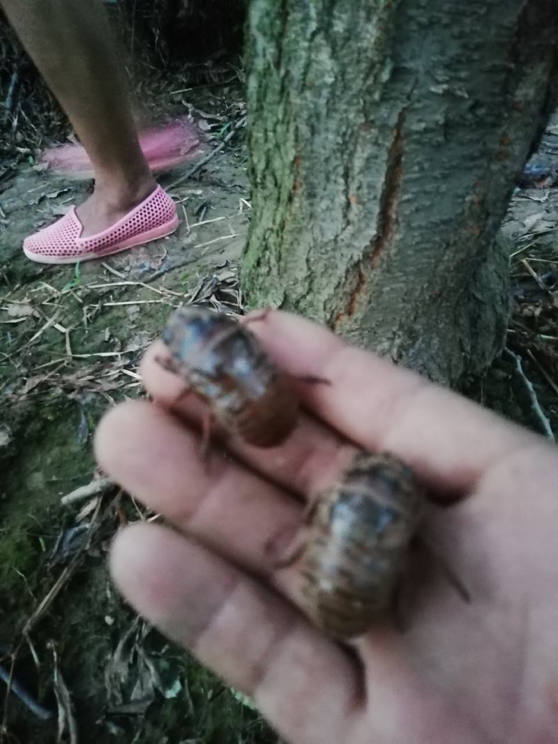 金蝉（产地直销量大）