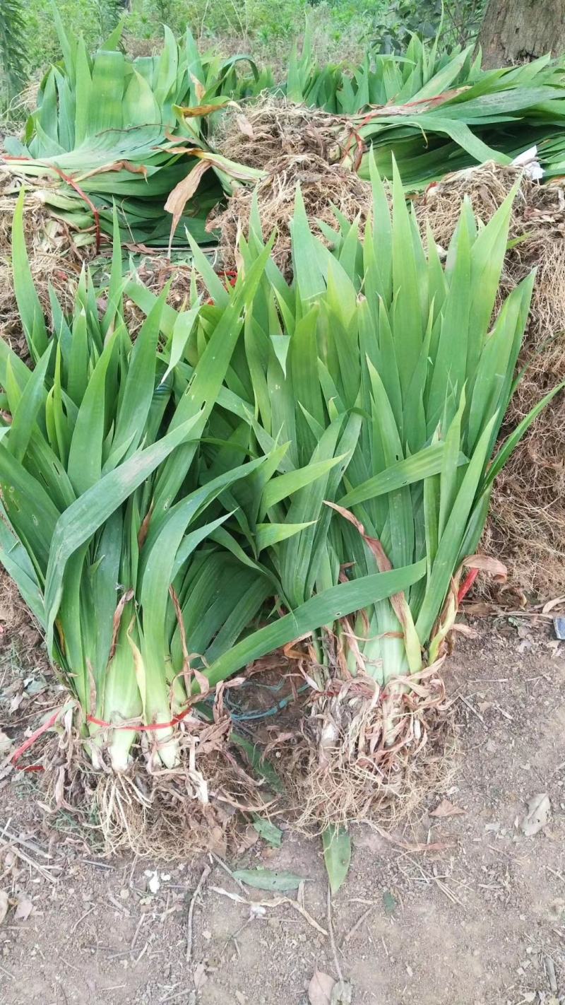 基地直销！燕尾，蝴蝶兰，规格齐全，量大从优