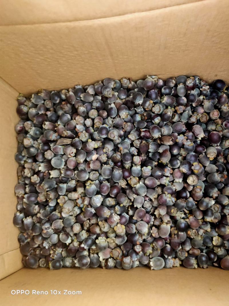 桃金娘果开始少量上市了