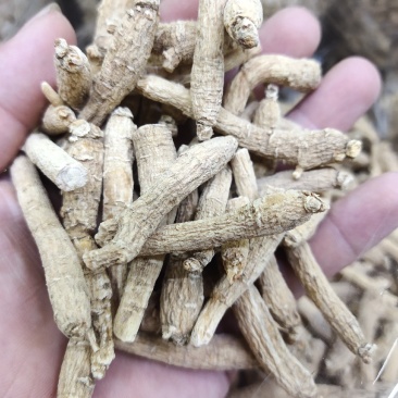2~3克西洋参粒全新包邮