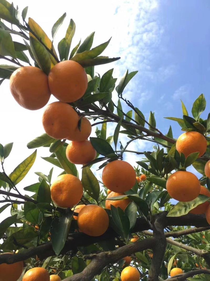 早熟蜜橘无核无渣皮薄味甜产地直供货源充足质量保证量大从优