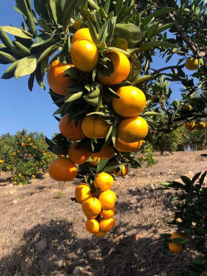 早熟蜜橘无核无渣皮薄味甜产地直供货源充足质量保证量大从优