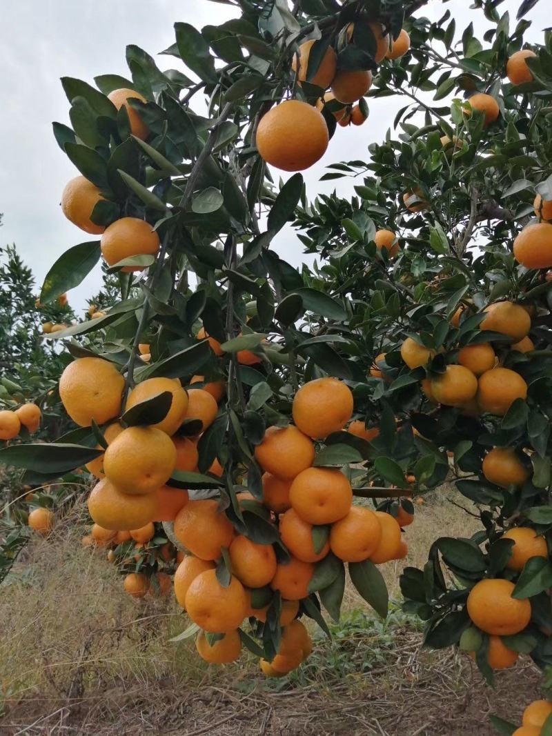 早熟蜜橘无核无渣皮薄味甜产地直供货源充足质量保证量大从优