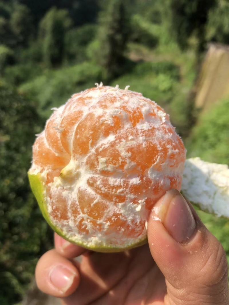早熟蜜橘无核无渣皮薄味甜产地直供货源充足质量保证量大从优