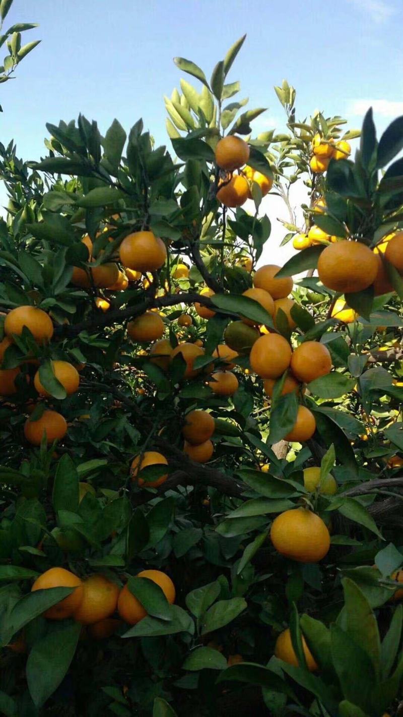 早熟蜜橘无核无渣皮薄味甜产地直供货源充足质量保证量大从优