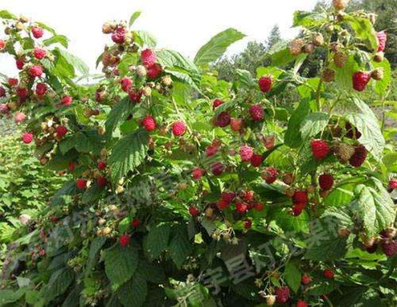 四季树莓，包品种保质量现挖现发货南北方均可种植保当年结果