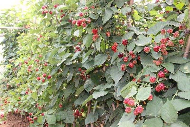 四季树莓，包品种保质量现挖现发货南北方均可种植保当年结果