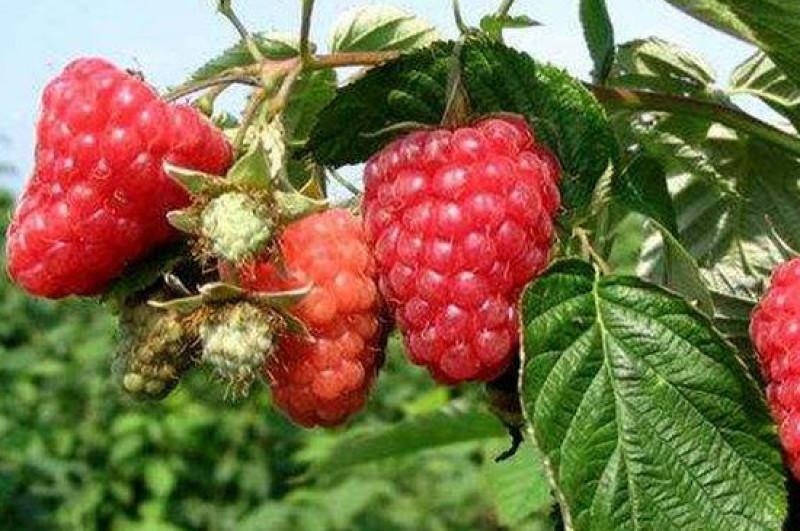 四季树莓，包品种保质量现挖现发货南北方均可种植保当年结果