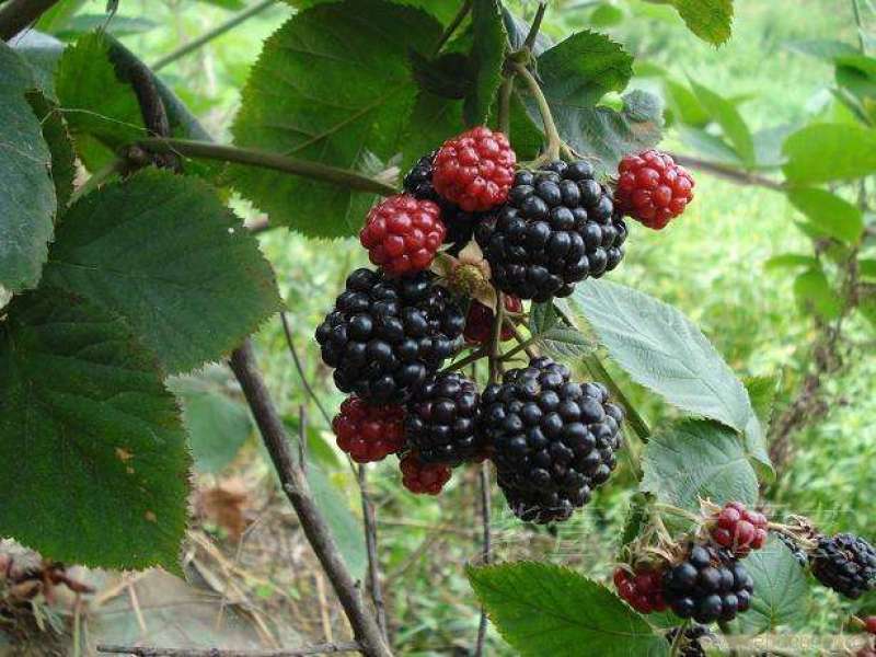 四季树莓，包品种保质量现挖现发货南北方均可种植保当年结果