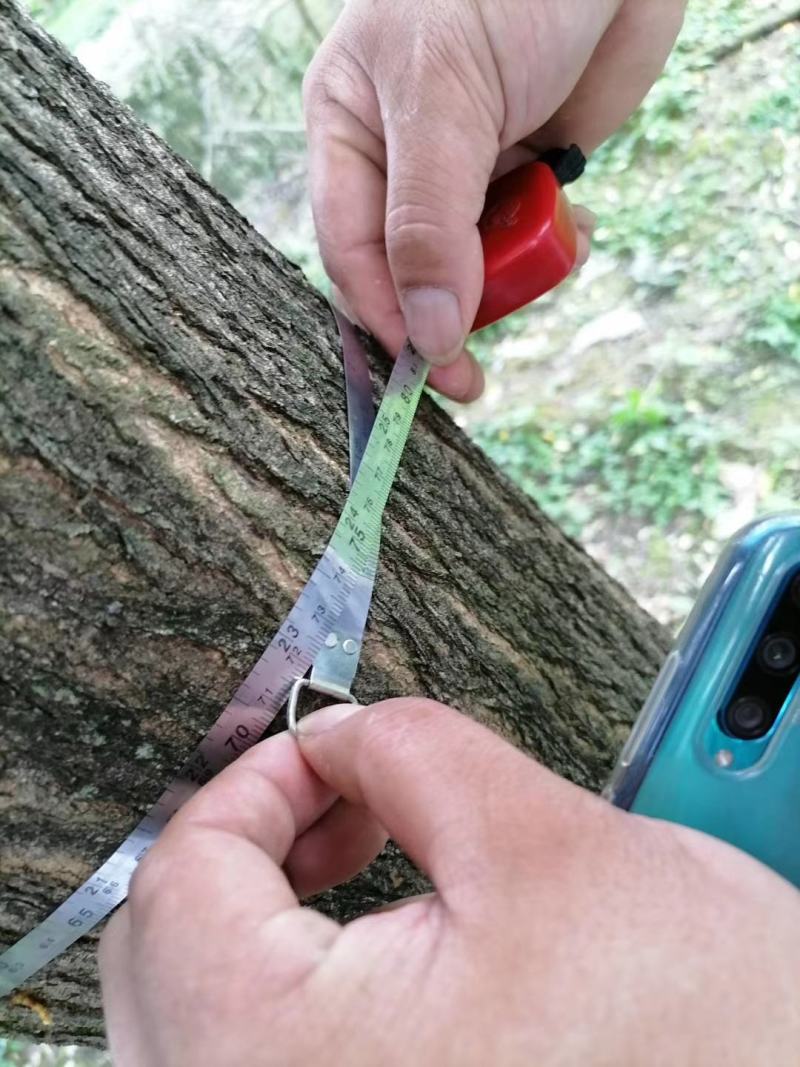 自家货国槐树多年种植一手货源树形好