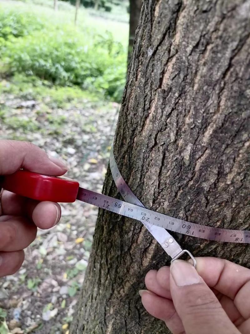 自家货国槐树多年种植一手货源树形好