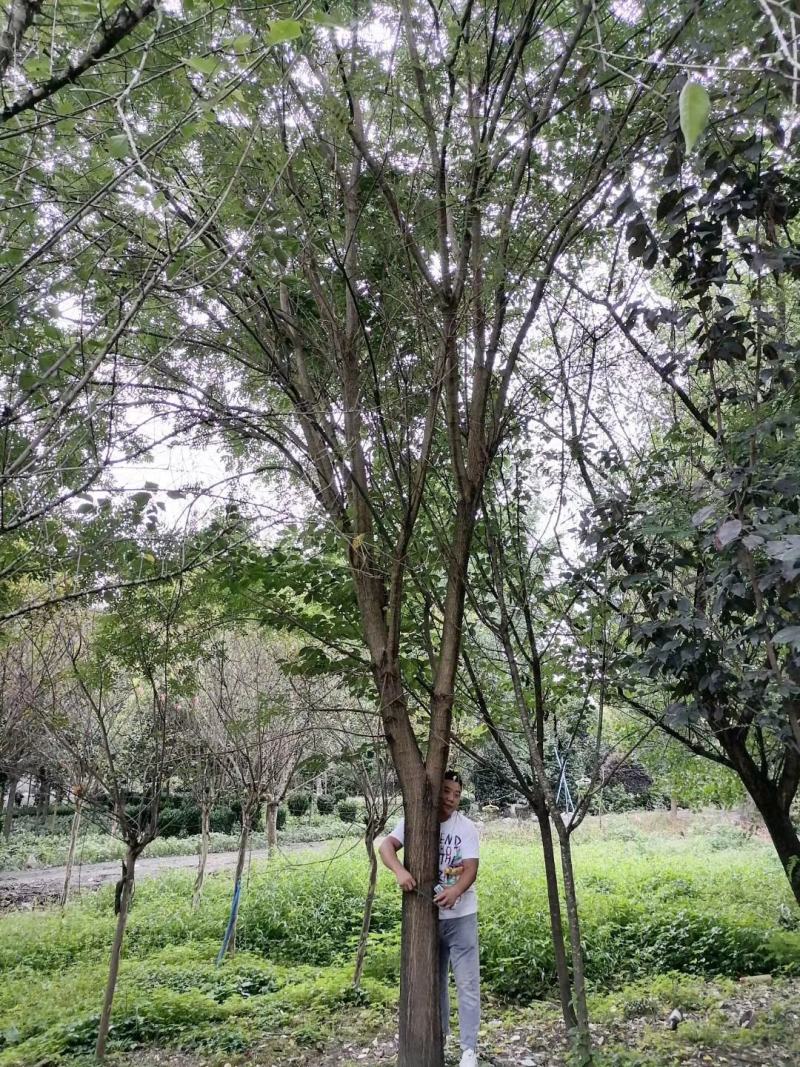 自家货国槐树多年种植一手货源树形好